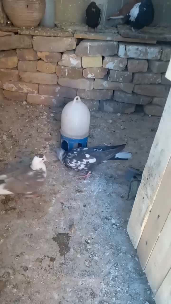 کبوتر پرشی|پرنده|تربت جام, المهدی|دیوار