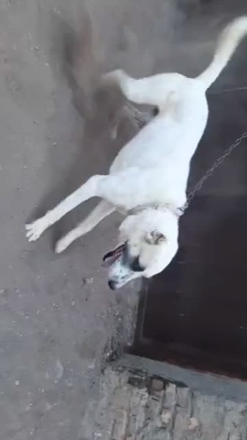 سگ افغان|سگ|رفسنجان, |دیوار