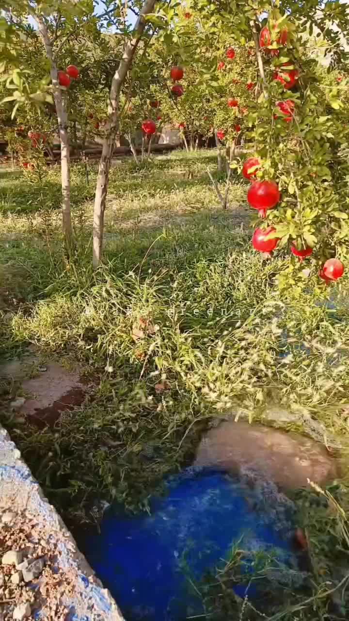 رب انار ممتاز ۱۰۰درصد طبیعی ملس/ شیرین|خوردنی و آشامیدنی|قم, نخودی|دیوار