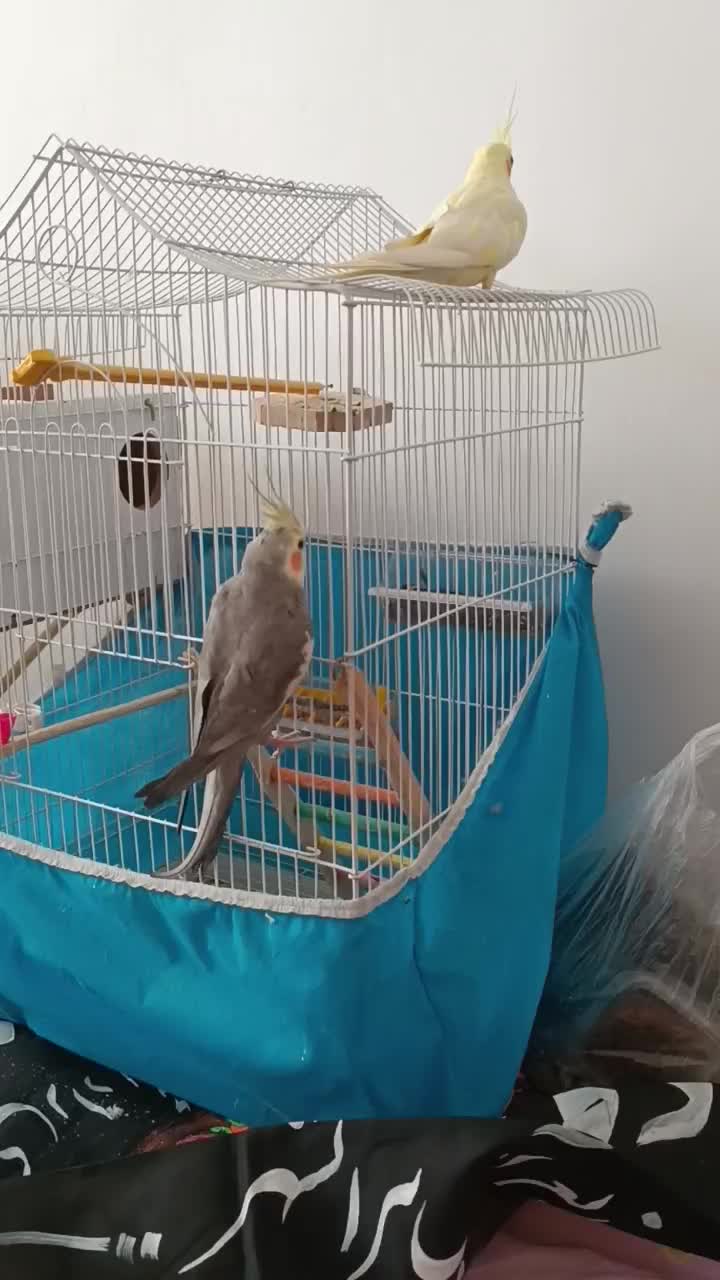 عروس هلندی ماده|پرنده|پیرانشهر, |دیوار