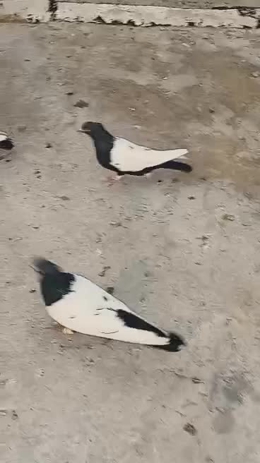 ۴تا سینه سیاه یال دار دوکت پاک|پرنده|شیراز, فرودگاه شهید دستغیب شیراز|دیوار