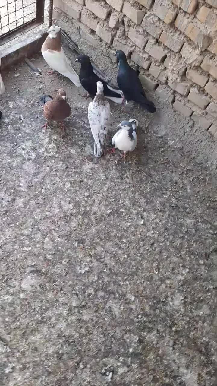 کبوتر رنگی و دورگ|پرنده|باوی, |دیوار