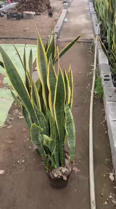 سانس ابلق|گل و گیاه طبیعی|آمل, |دیوار