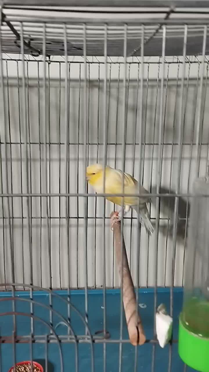 قناری سوپر درشت جوان ماده|پرنده|خمینی‌شهر, |دیوار