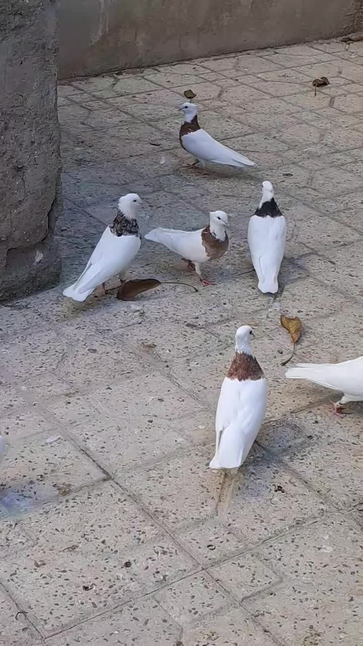 طوقی نسل قدیم تویسرکان|پرنده|فردیس, شهرک وحدت|دیوار