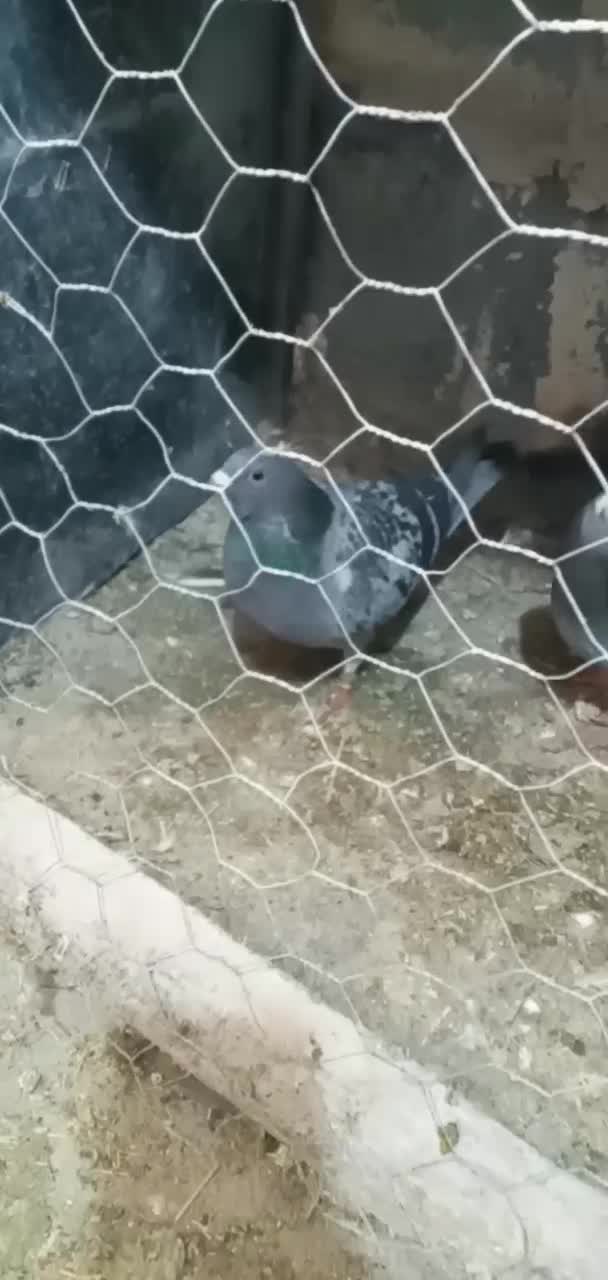 پلاکی|پرنده|بروجرد, |دیوار