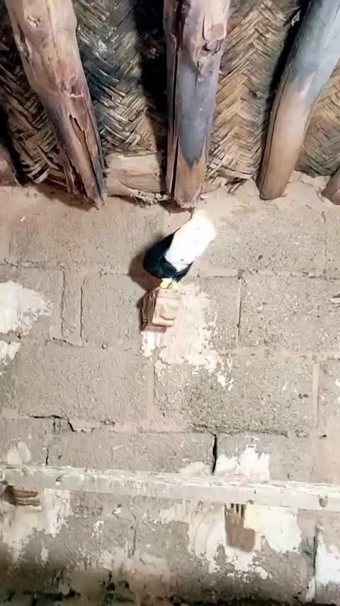 کبوتر نر اشعل|پرنده|اهواز, دغاغله|دیوار