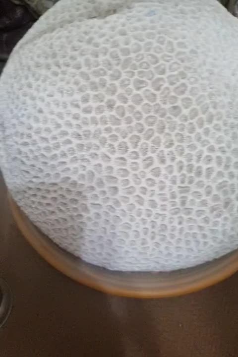 سنگ دریایی بزرگ|کلکسیون اشیاء عتیقه|شاهینشهر, خانه کارگر|دیوار