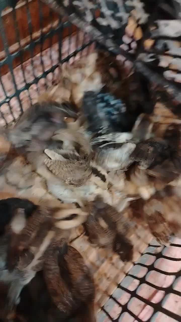 تخم نطفه دار .|حیوانات مزرعه|نجف‌آباد, گلبهار|دیوار