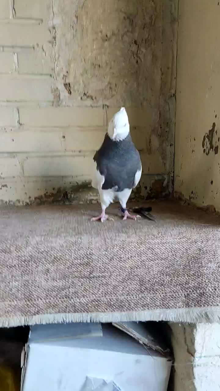 کبوتر طوقی نر سرکه ای|پرنده|فولادشهر, B1|دیوار