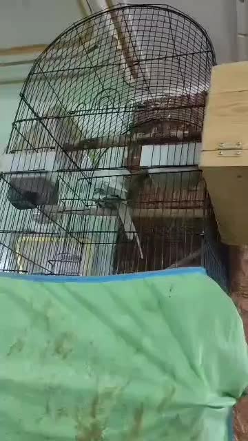 عروس هلندی کوتوله|پرنده|ایرانشهر, |دیوار