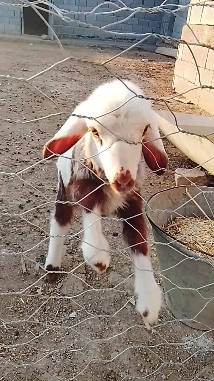 بره|حیوانات مزرعه|ازگله, |دیوار