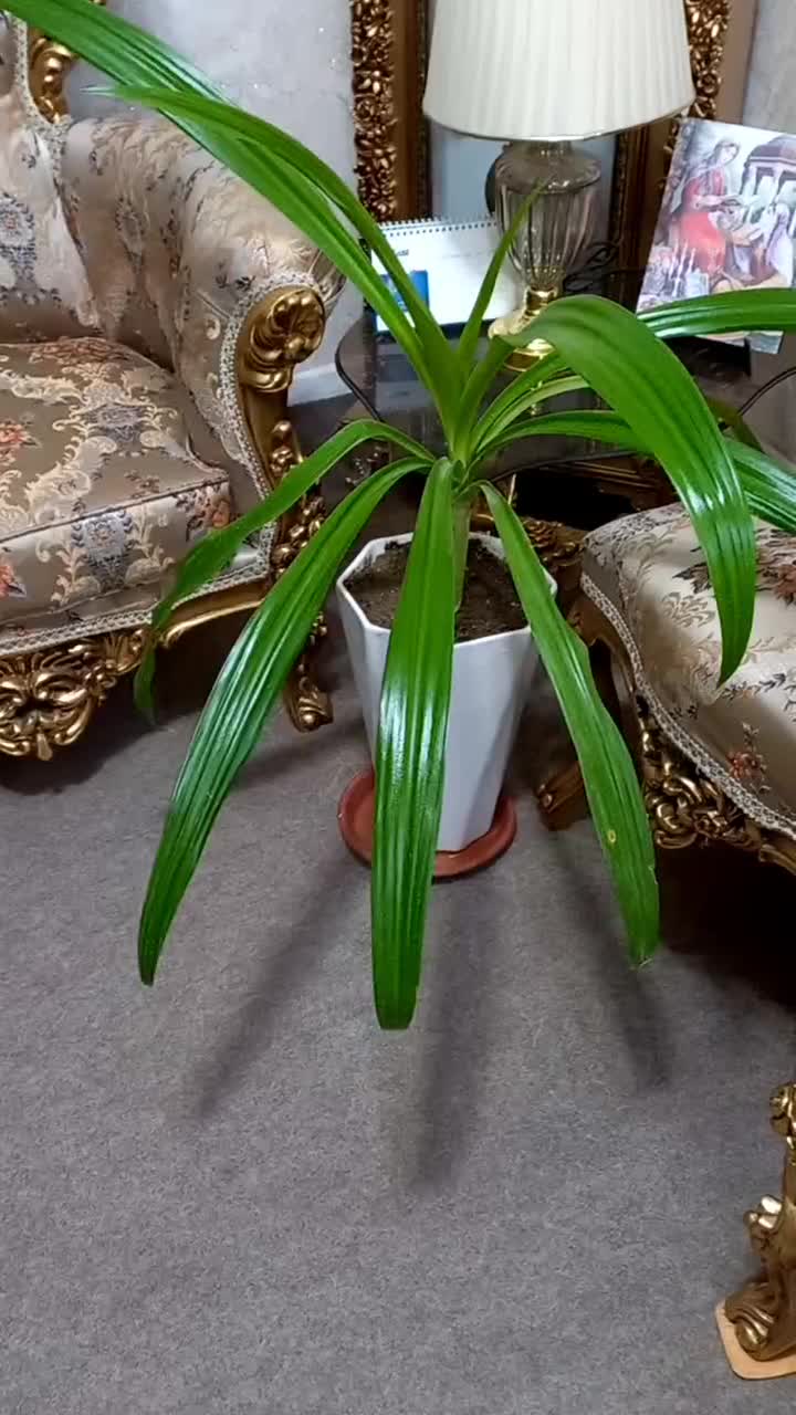 گل طبیعی|گل و گیاه طبیعی|شیراز, منطقه هوایی شهید دوران|دیوار