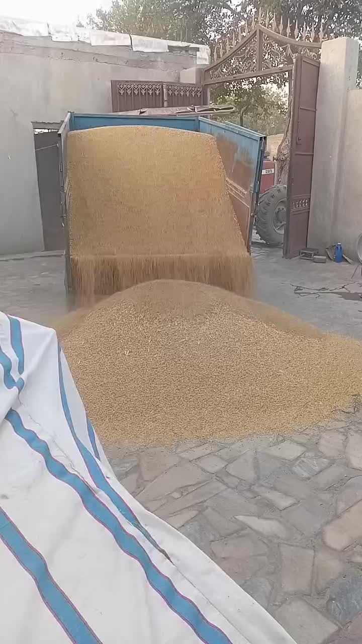 خوراک دام جمشیدی|حیوانات مزرعه|سیلاخور, |دیوار