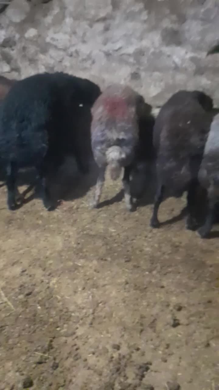 گوسفند افشار|حیوانات مزرعه|اسکو, |دیوار