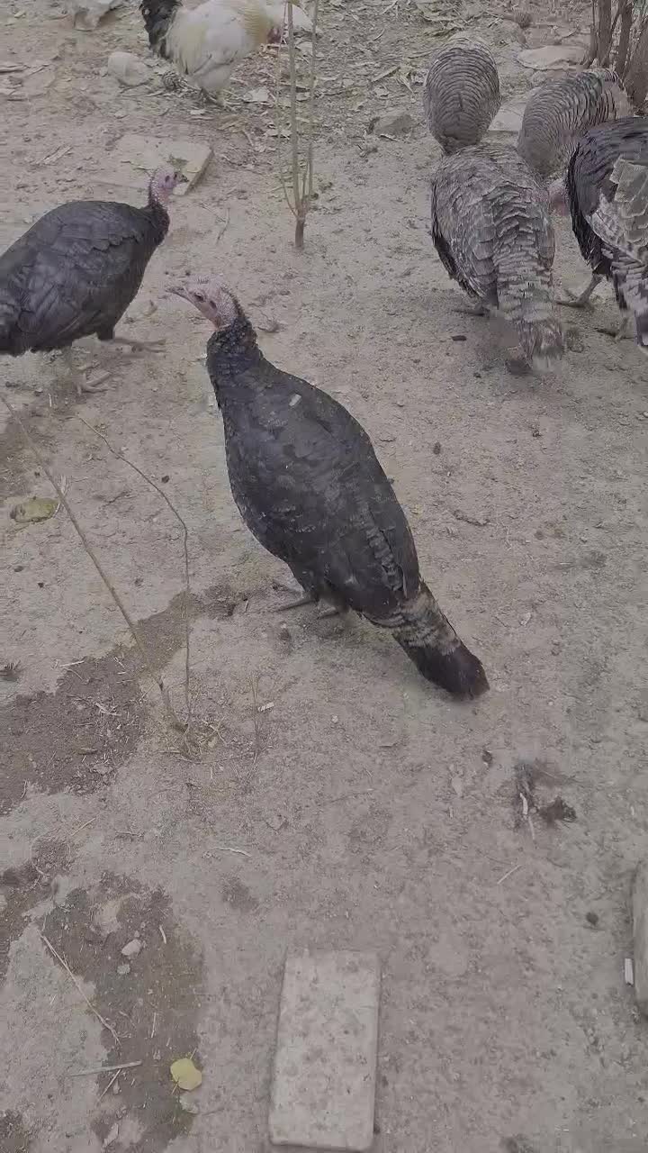 13عدد بوقلمون فروشی|حیوانات مزرعه|ورامین, ورامین|دیوار