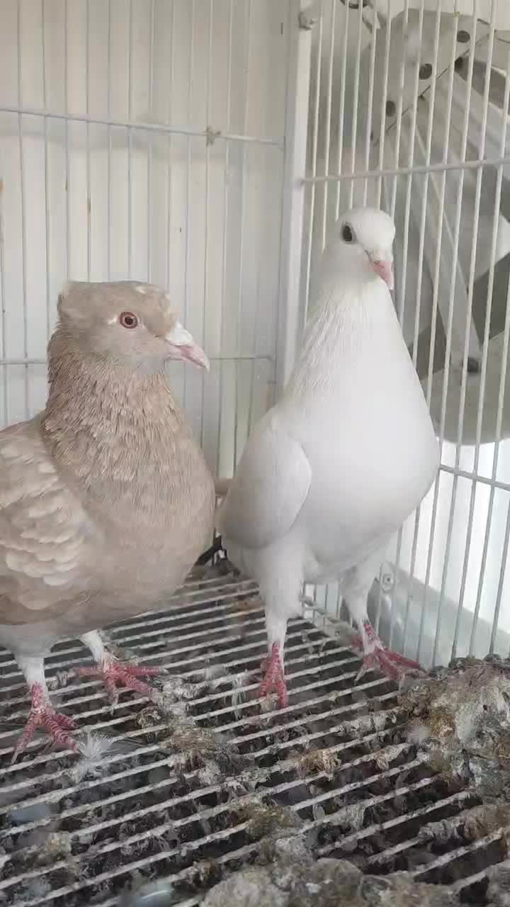 کبوتر|پرنده|مشهد, جوادیه|دیوار