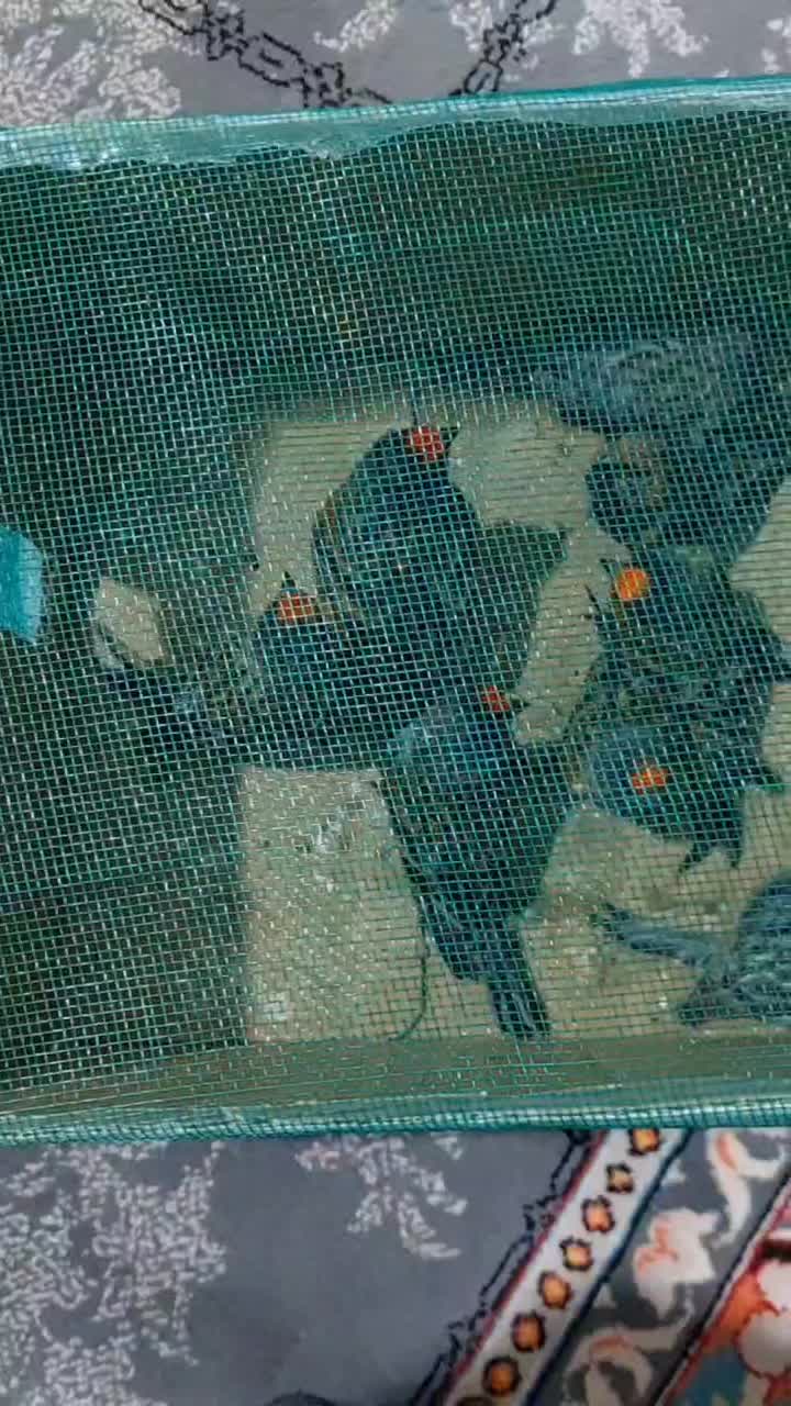 گلبسر سهره نر|پرنده|مشهد, گوهرشاد|دیوار