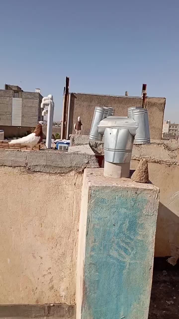 کبوترو کفتر|تبلت|نیشابور, شهرک بسیج|دیوار