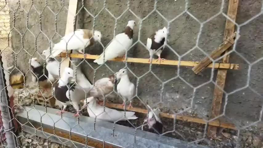 طوقی جمله ای|پرنده|فولادشهر, سایت صنعتی کاوه|دیوار