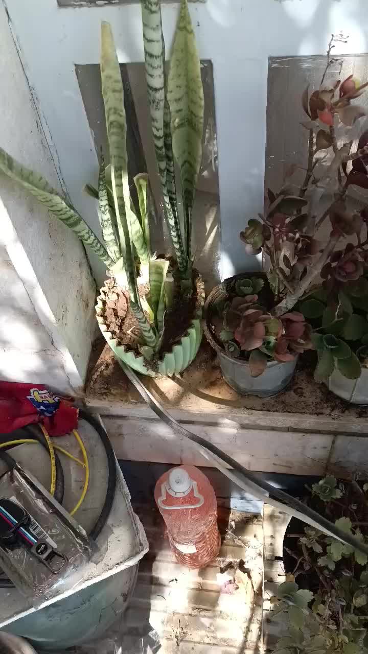 فروش گل با گلدان|گل و گیاه طبیعی|شیراز, شهرک والفجر|دیوار