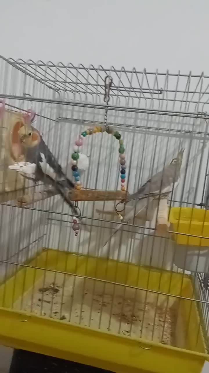 جفت عروس هلندی دستباز و سخنگو|پرنده|سقز, |دیوار