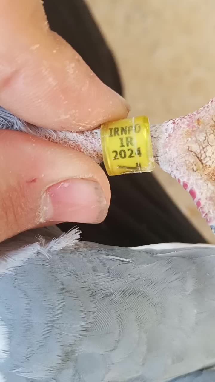 پلاکی|پرنده|کبودرآهنگ, |دیوار