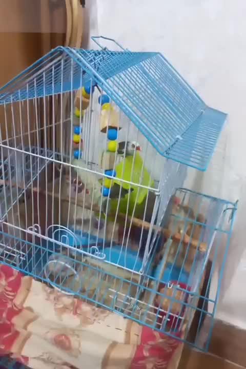 پرنده خوش آواز و فعال|پرنده|تبریز, |دیوار