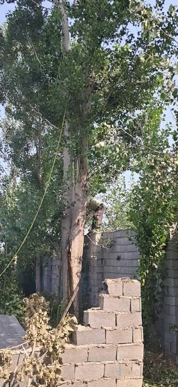 خرید چوب و درخت|خدمات باغبانی و درختکاری|بابلسر, |دیوار
