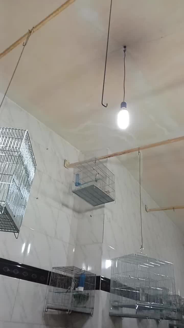 سهره کت بازکن مسابقهای|پرنده|سنندج, |دیوار