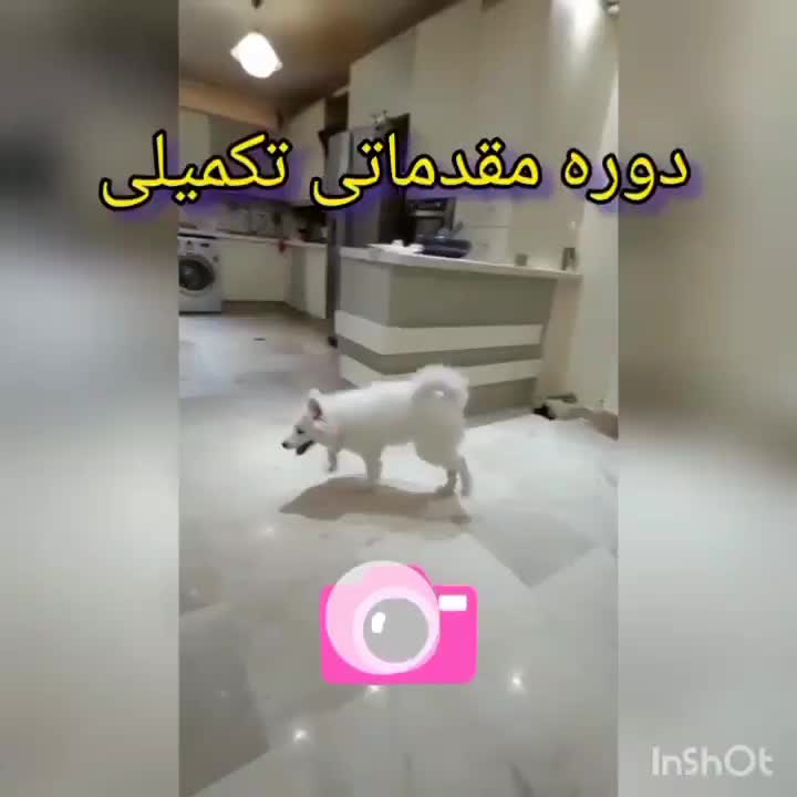 مربی سگ آموزش در محل|خدمات آموزشی|کرج, باغستان|دیوار
