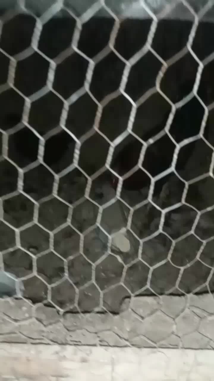 ۳تا خروس یک دورگه۲تامحلی|حیوانات مزرعه|گناباد, |دیوار