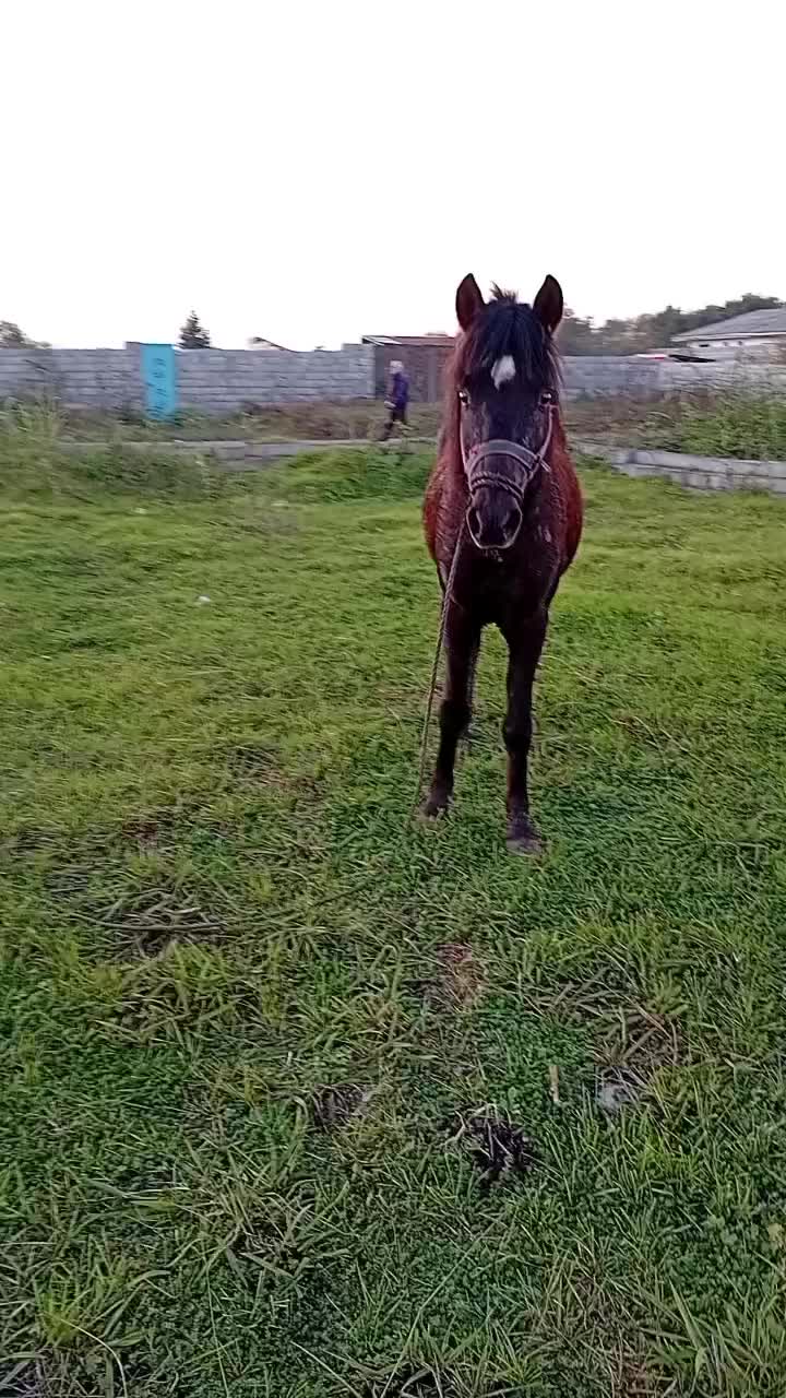 فروش اسب|اسب و تجهیزات اسبسواری|لاهیجان, بازکیاگوراب|دیوار