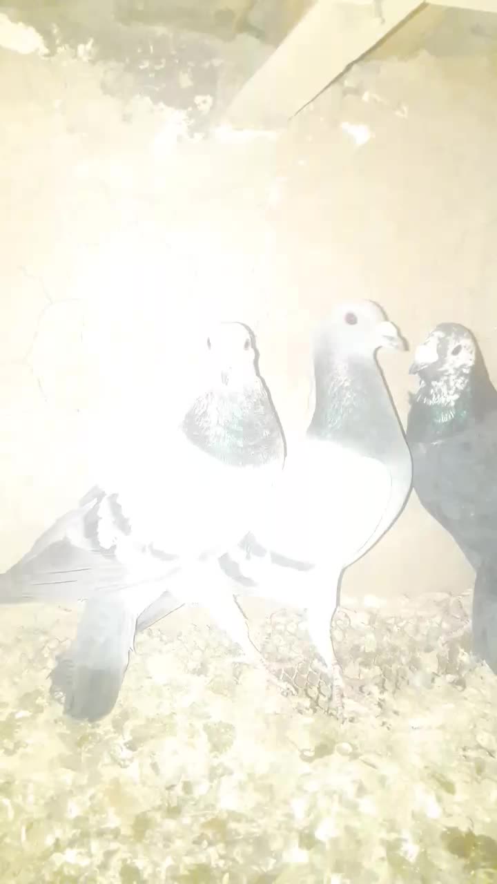 کفتر‌پرشی|پرنده|سده (خراسان جنوبی), |دیوار