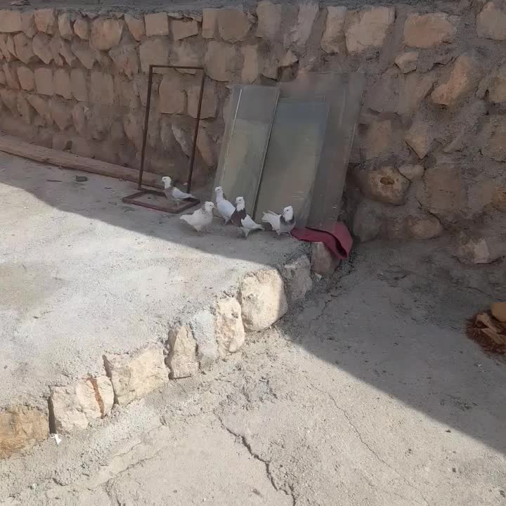 کبوتر طوقی|پرنده|ایلام, |دیوار