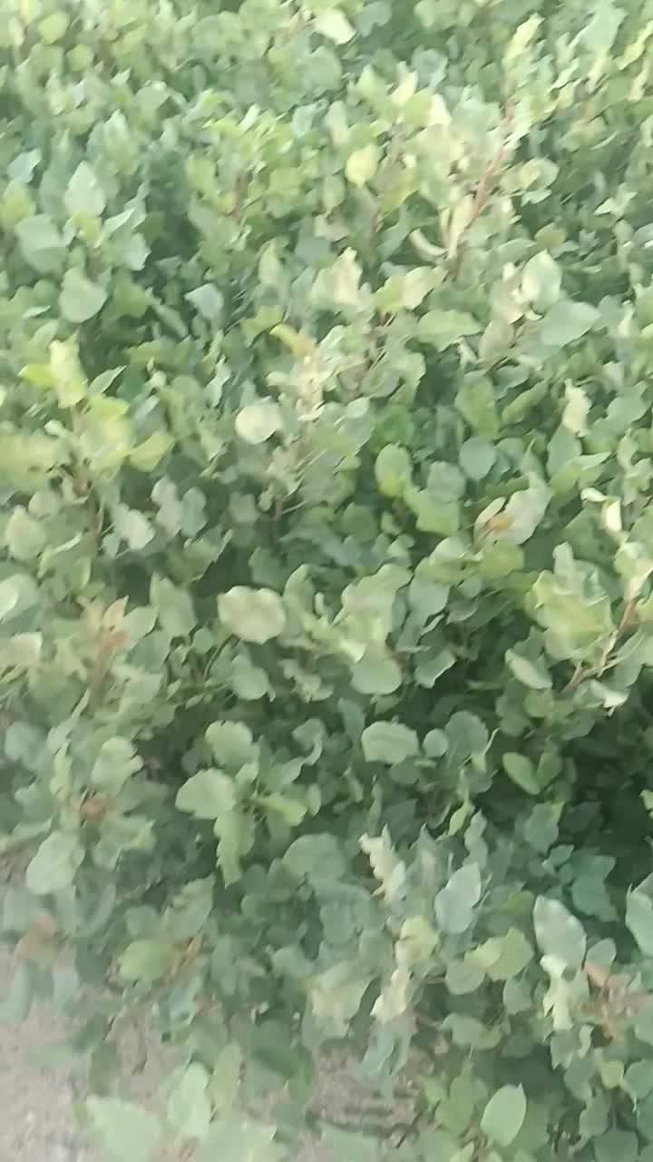 فروش نهال پسته|خدمات باغبانی و درختکاری|اردکان, |دیوار