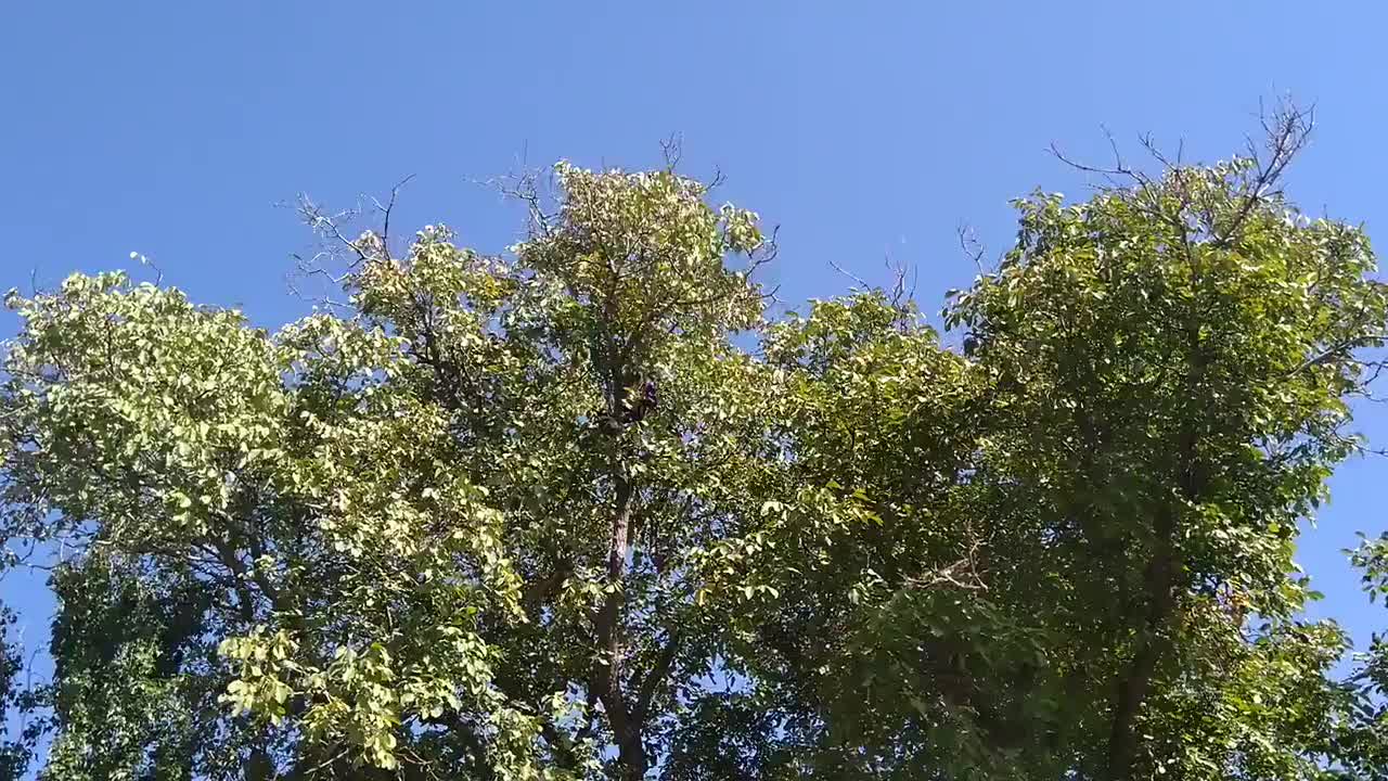 باغ ۳ هزار متری میوه و گردو با درختان کهنسال|فروش زمین و ملک کلنگی|مشهد, تبادکان|دیوار