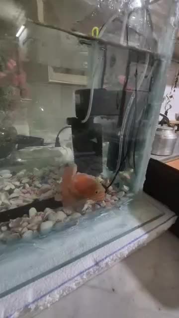 ۲عدد. اسکارپرتقالی ۱۷سانتی|ماهی|زابل, |دیوار