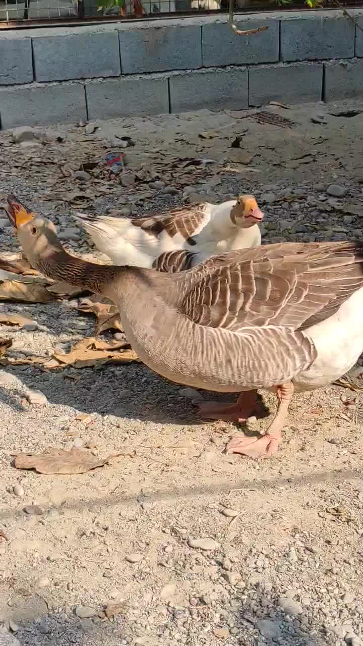 غاز|حیوانات مزرعه|میناب, |دیوار