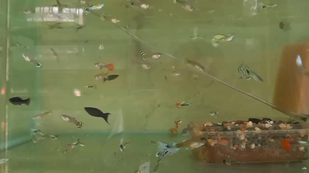 ماهی گوپی مولد|ماهی|کاشان, راوند|دیوار