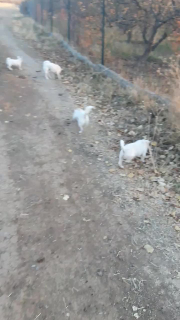 یک عدد پاکوتاه نر دوساله نژاد فیندو سرابی دم فر|سگ|اهر, |دیوار