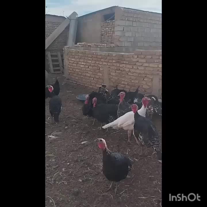 باقلمون|حیوانات مزرعه|نیشابور, مازول|دیوار