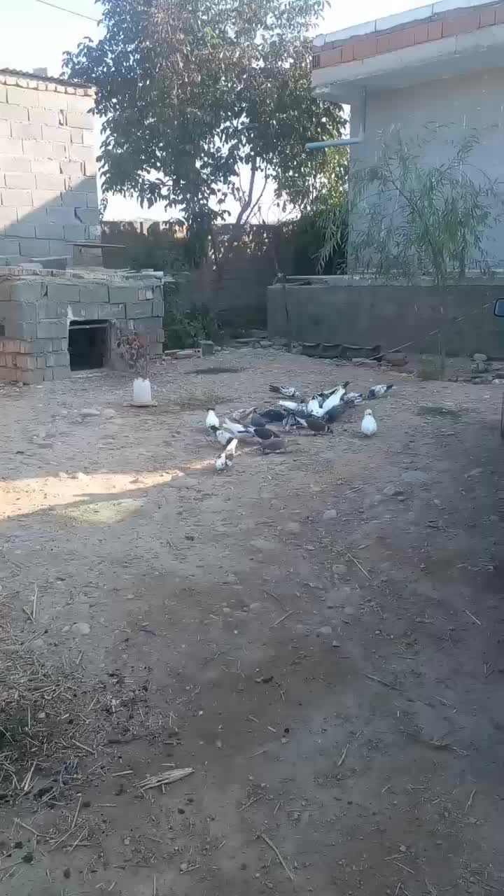 کبوترتکپر|پرنده|فراغی, |دیوار