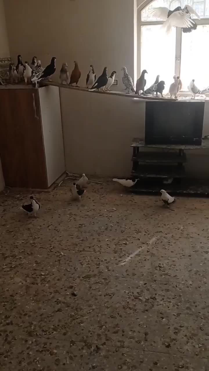 کبوتر|پرنده|قزوین, |دیوار