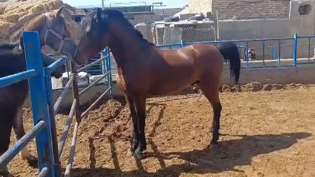 اسب و غاز و مرغ|حیوانات مزرعه|اصفهان, قهجاورستان|دیوار