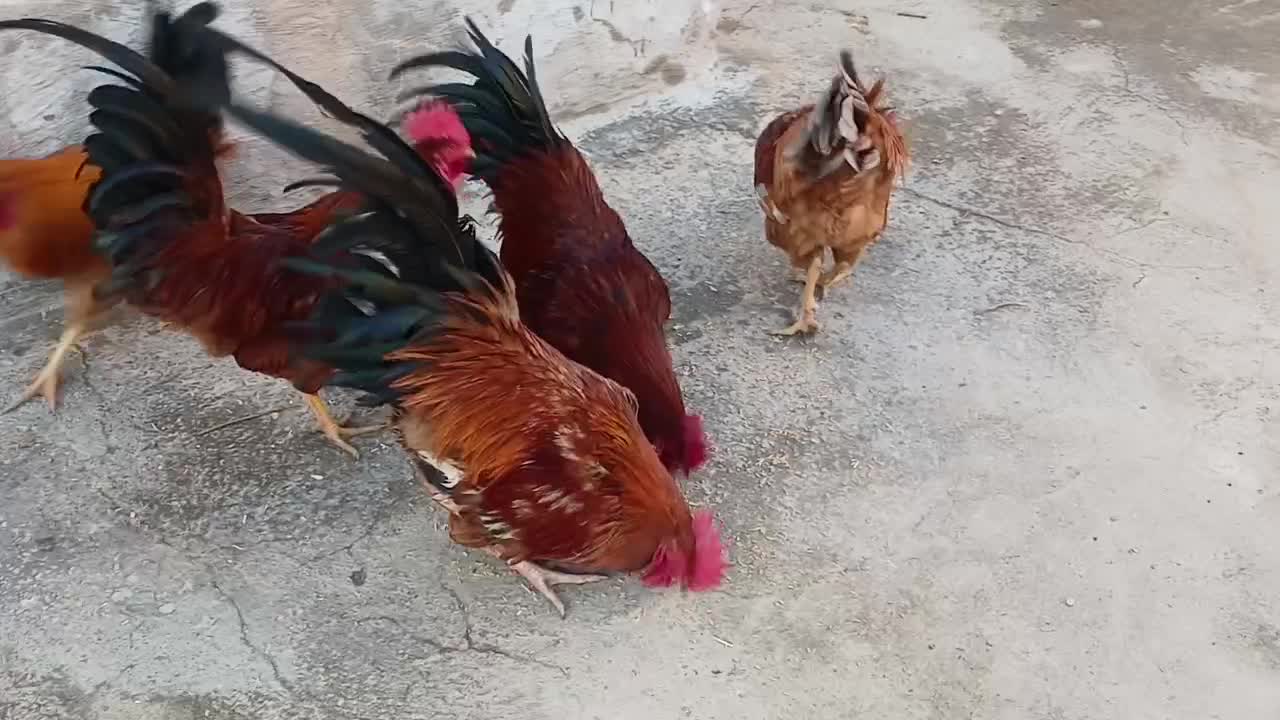 فروش خروس محلی|حیوانات مزرعه|اسفرورین, |دیوار