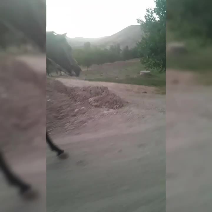 اسب یورقه|اسب و تجهیزات اسب‌سواری|سنندج, |دیوار