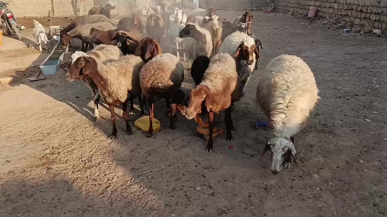 22 میش|حیوانات مزرعه|کوهدشت, |دیوار