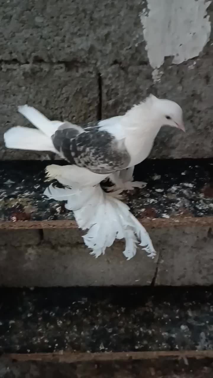 چند جفت کبوتر|پرنده|بم, |دیوار