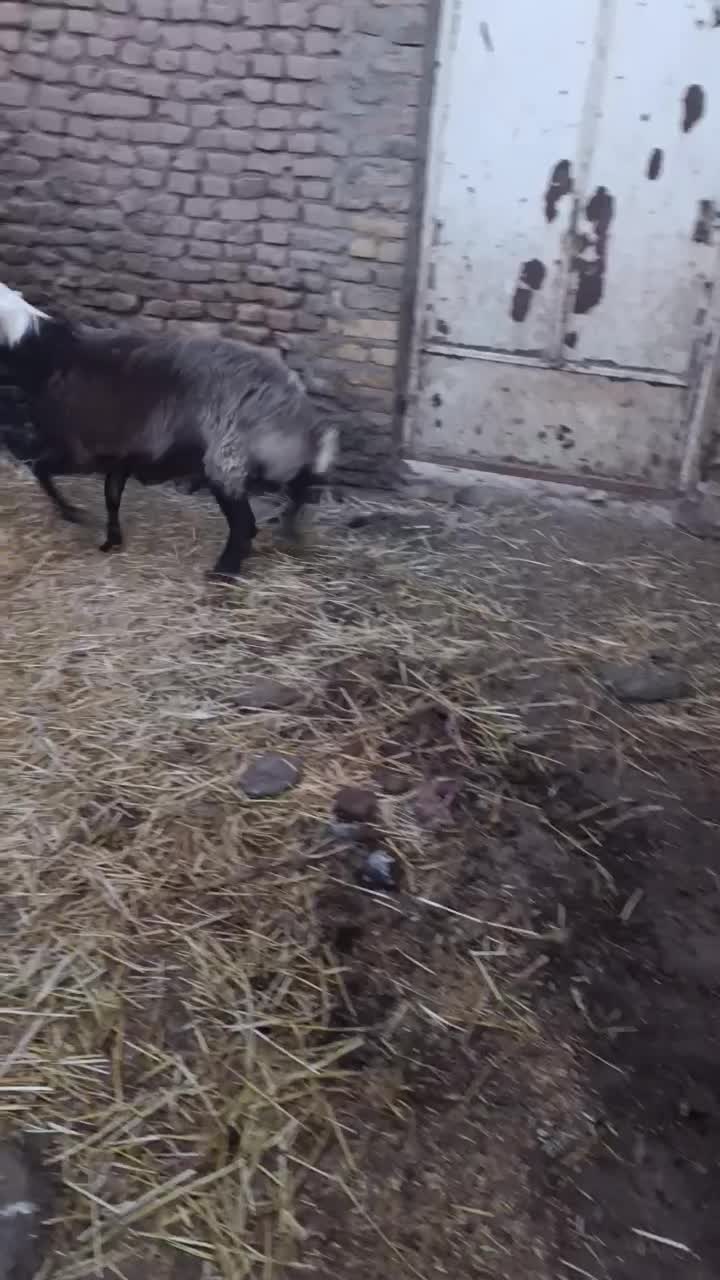 بره کله|حیوانات مزرعه|تربت جام, شاد|دیوار